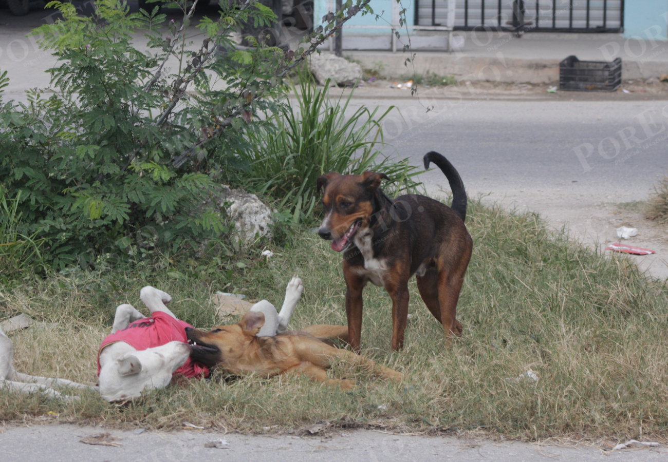 Algunas enfermedades como el moquillo, resequedad en la piel, dolores articulares y otros son causados por el frío