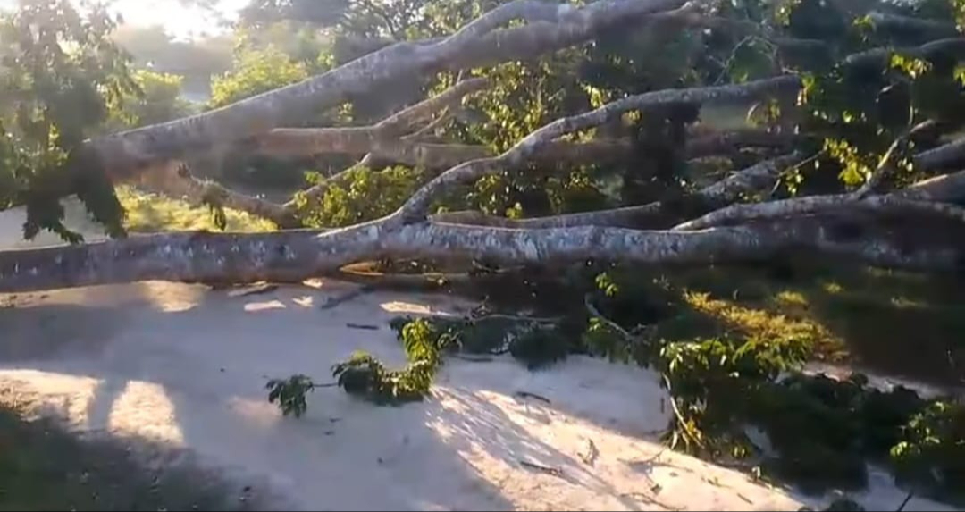 Cables de energía quedaron tirados en una calle muy transitada.