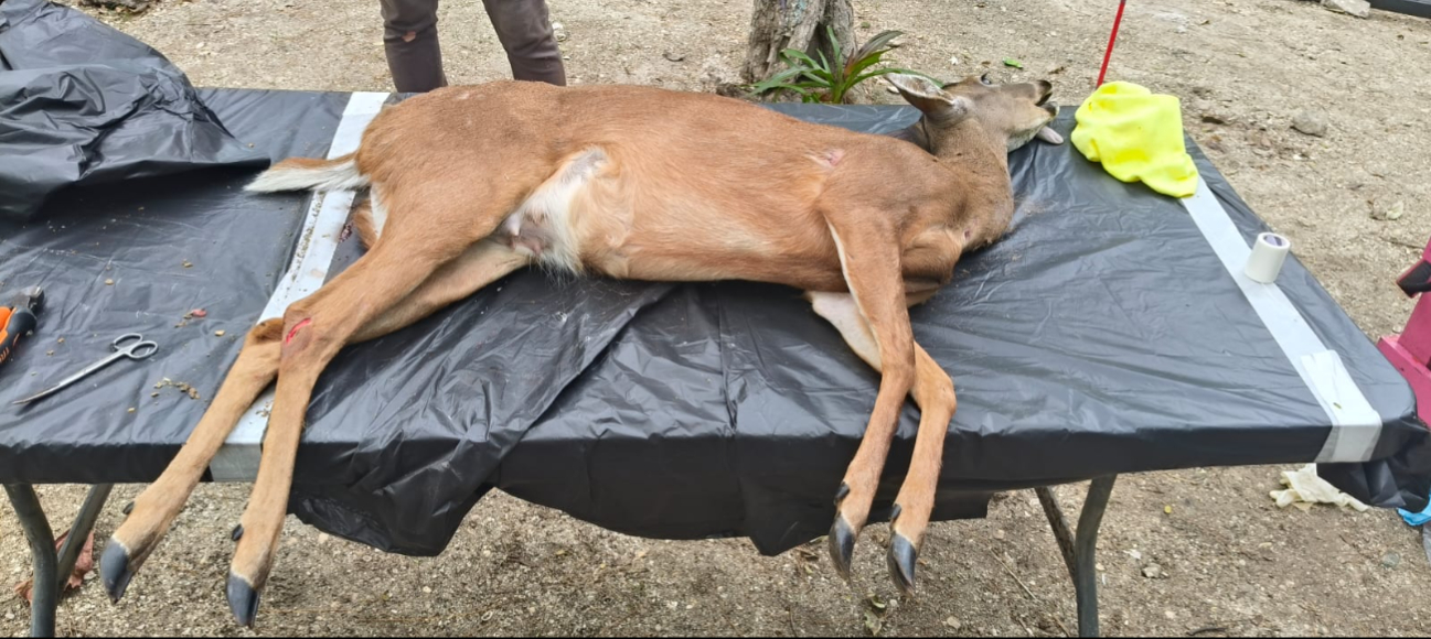 Presentaba fractura expuesta, trauma pélvico-abdominal y hemorragias internas.