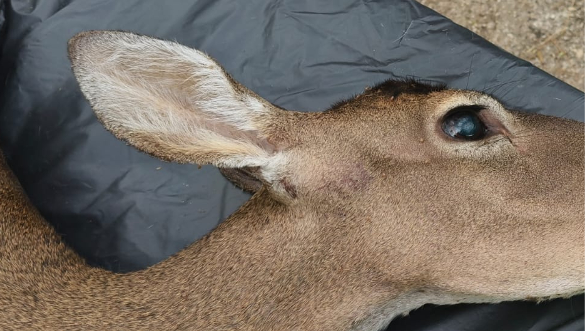 Una hembra adulta de venado cola blanca, en etapa de lactancia, murió tras ser atropellada en la carretera Carmen–Puerto Real.