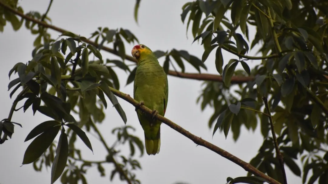 Frío extremo agrava la situación de loros en riesgo en Yucatán