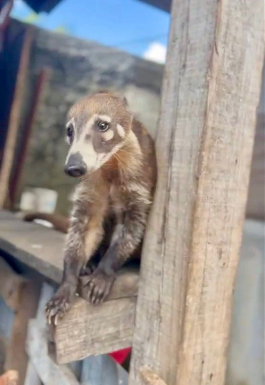 Coatíes, tlacuaches y tigrillos atacan aves de patio en Campeche