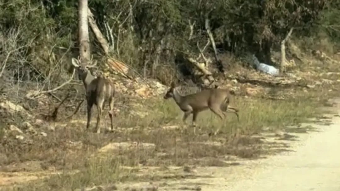 Venados causan sorpresa al Oriente de Mérida