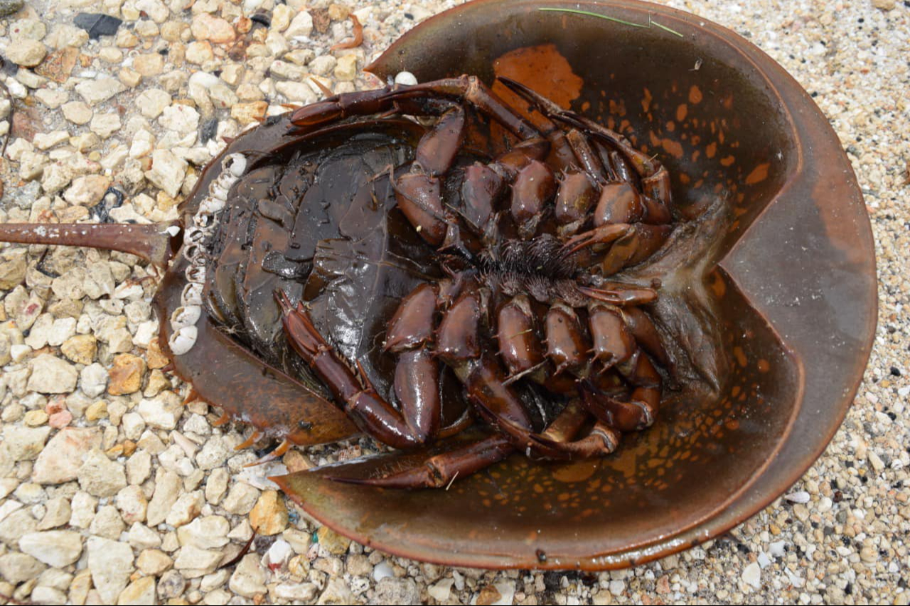 Es considerada un fósil viviente, con una morfología casi intacta desde hace más de 450 millones de años.