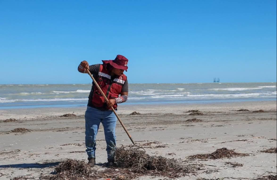 Aclaran fenómeno en playas de Ciudad del Carmen: es pasto marino, no sargazo