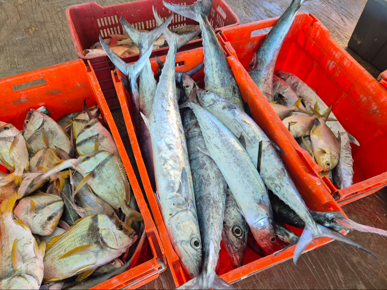 Predomina la pacotilla de bajo precio, mientras especies como pargo, pámpano, sierra y carito siguen escasas