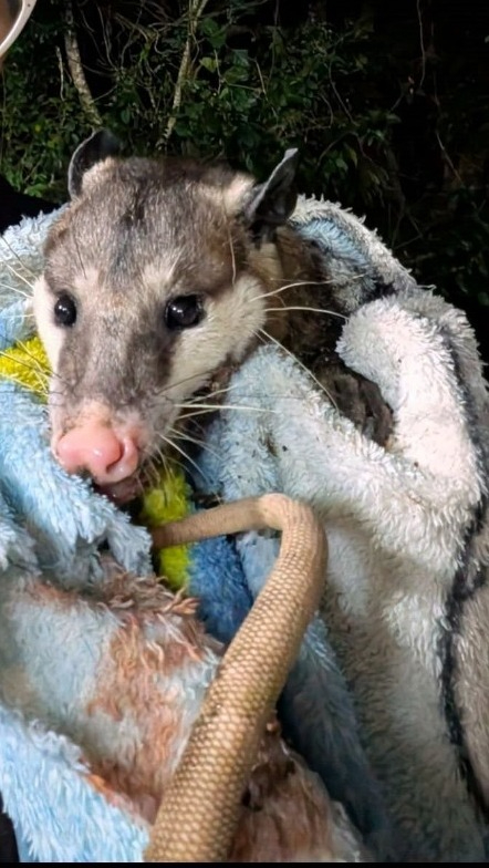 Un nuevo ejemplar herido fue rescatado e ingresado a un refugio especializado.
