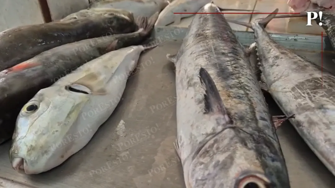 Cuaresma podría mejorar la demanda de pescado en Champotón