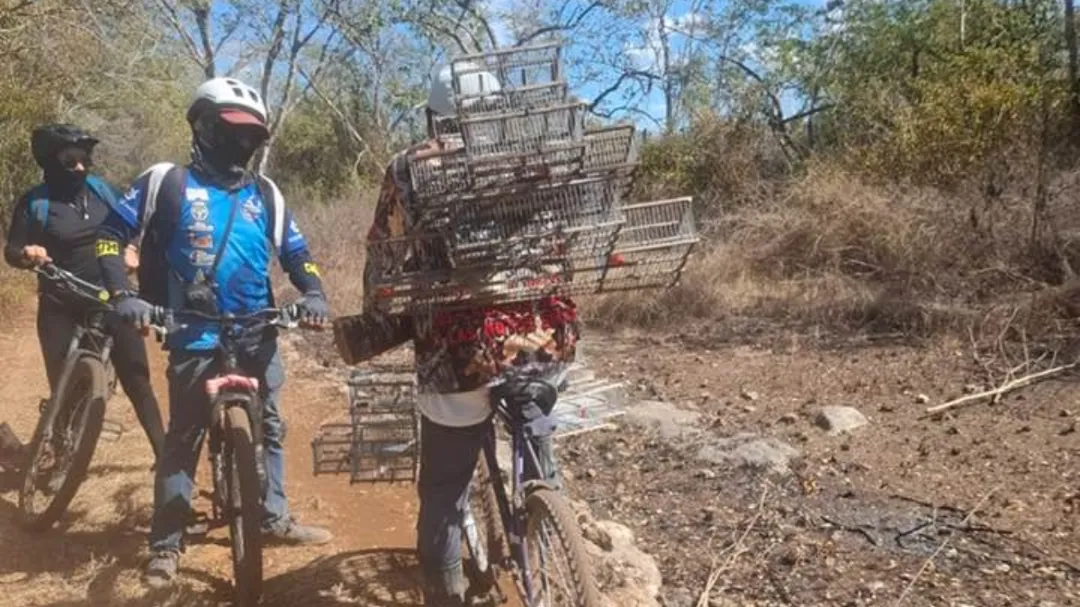 Denuncian cacería furtiva y extracción de aves silvestres en la Reserva Cuxtal de Mérida
