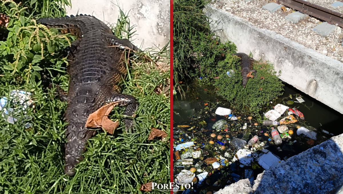 Entre basura y abandono, avistan cocodrilo frente a la SEMABICE en Antigua Hampolol