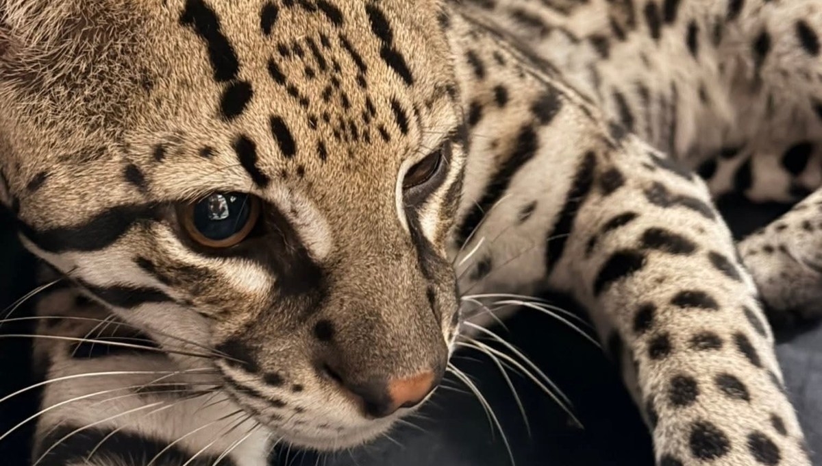 El ocelote resultó herido luego de ser atropellado en la vía Sisal-Hunucmá