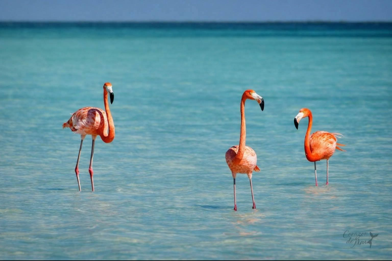 Flamingos rosados generan plus turístico