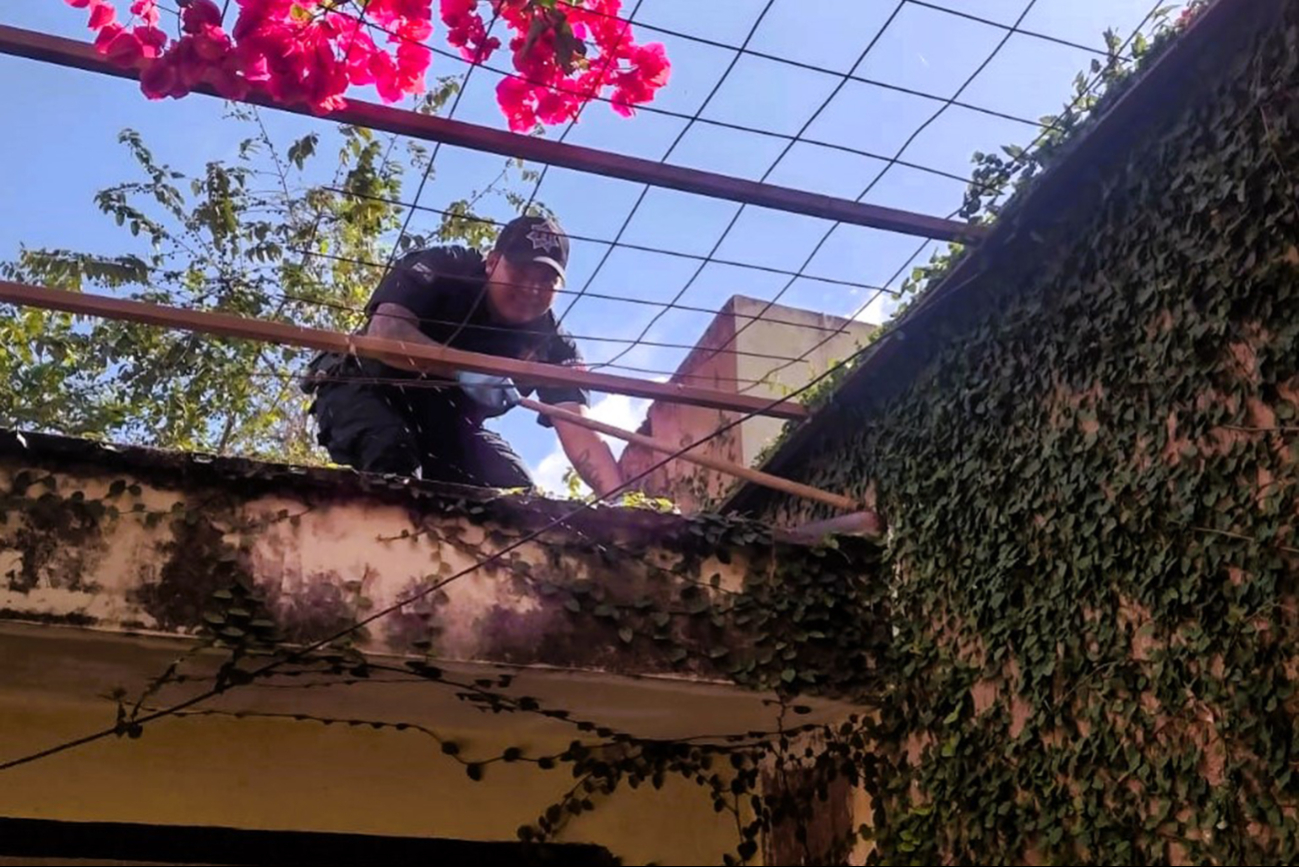 Policías lograron capturar a la serpiente ekuneil