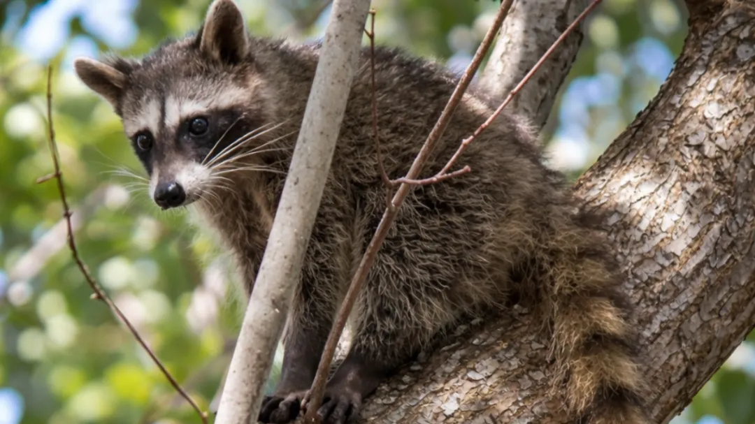 El mapache pigmeo de Cozumel, una especie endémica en peligro crítico de extinción