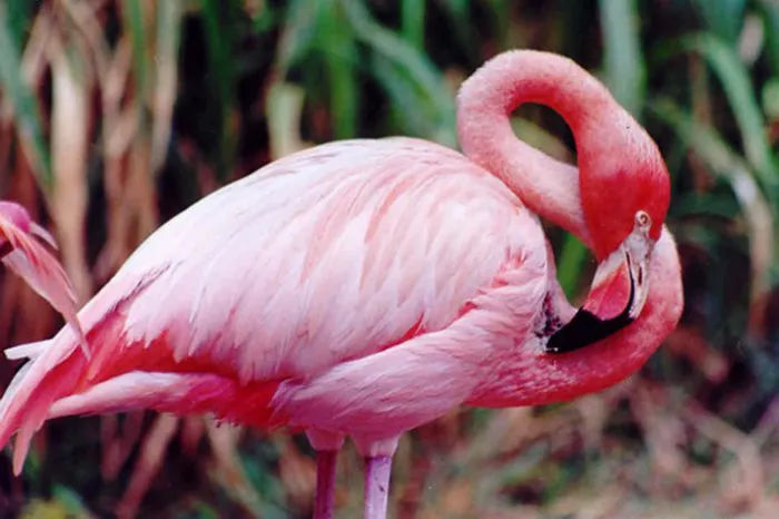 El profuso litoral yucateco, bordeado por la densidad de su húmeda selva, majestuosa y misteriosa que desemboca en los manglares repletos de vida silvestre, guarda un tesoro único, regalo de la naturaleza para todo México y el mundo: la presencia del flamenco del Caribe.