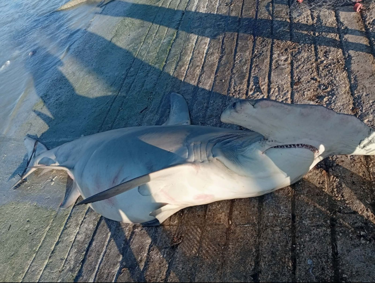 Pesca nocturna rinde frutos: tiburón cornuda en el muelle