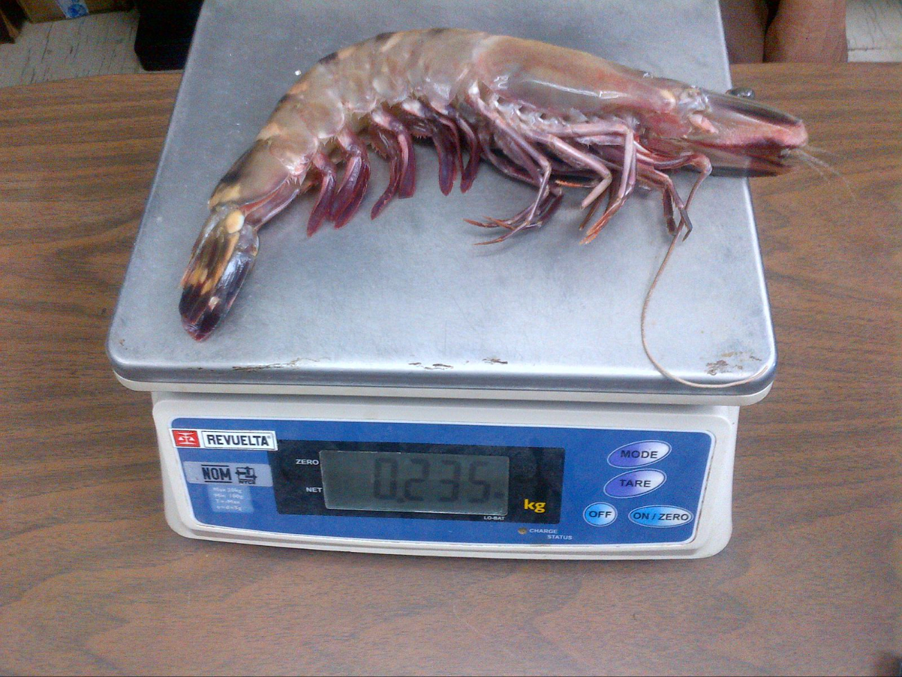 Pescadores ya han capturado varios ejemplares en aguas campechanas.