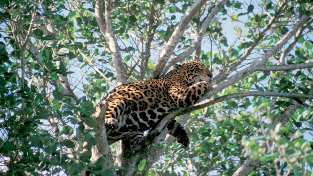 Activistas piden frenar la caza de jaguares en Quintana Roo tras ataques a mascotas
