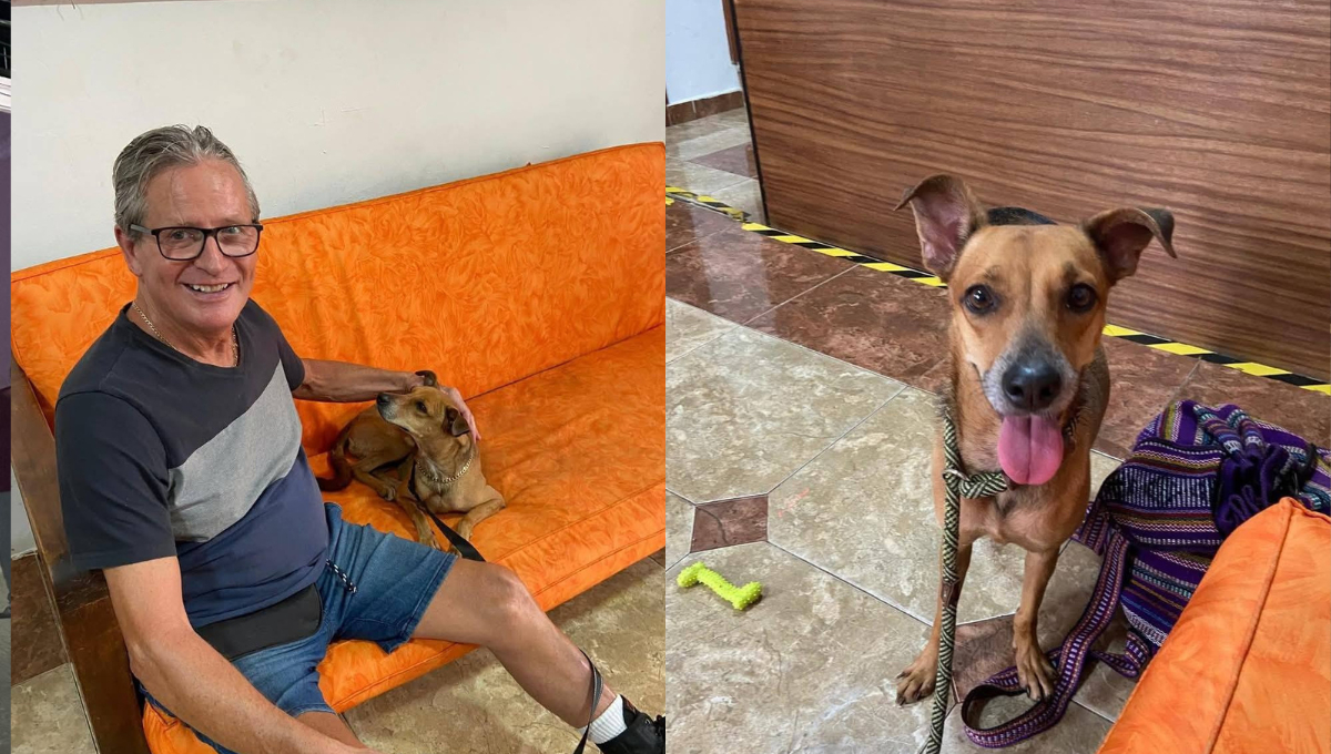 La perrita Artemisa se encuentra con paradero desconocido tras haber sido adoptada en Playa del Carmen.