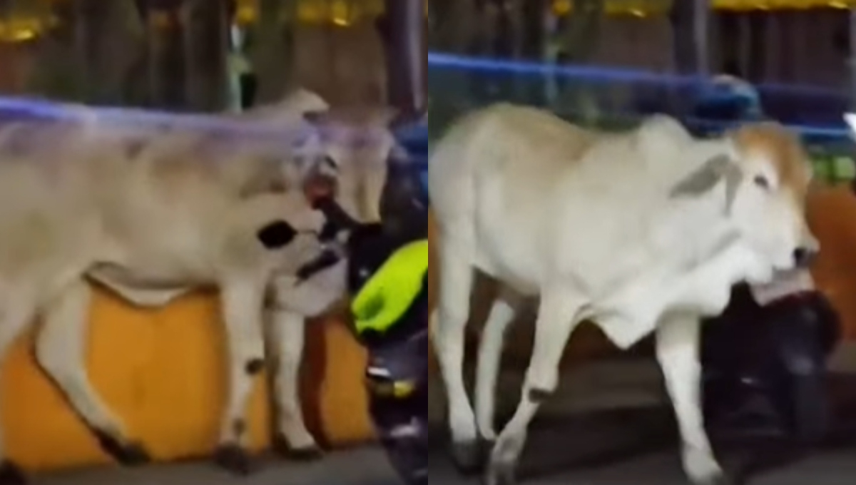 El toro generó gran caos en calles de Kanasín