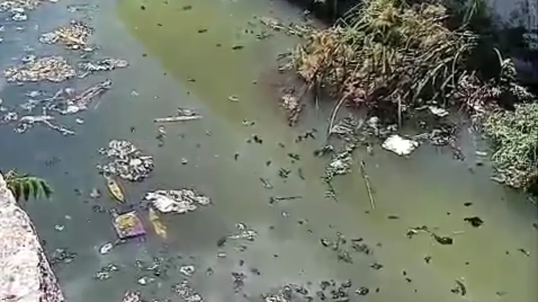 Semabicce bajo presión por presencia de cocodrilos