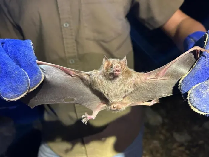 En México se han estudiado continuamente los murciélagos, conocemos el número de especies y la ayuda que éstos nos proporcionan.