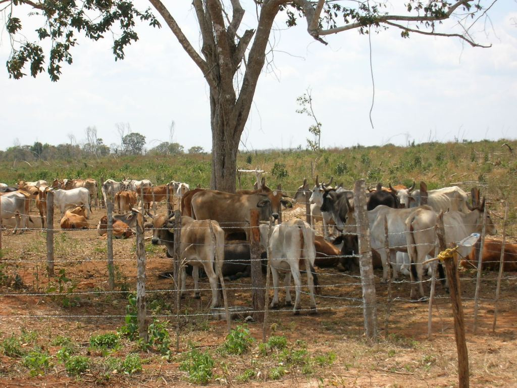 Ganado comienza a perder peso ante falta de alimento.