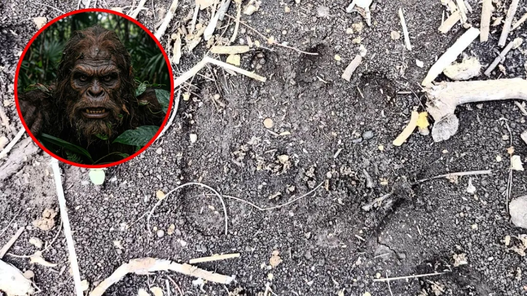 Misteriosa huella en la selva de Yucatán desata teorías sobre el Sincinito