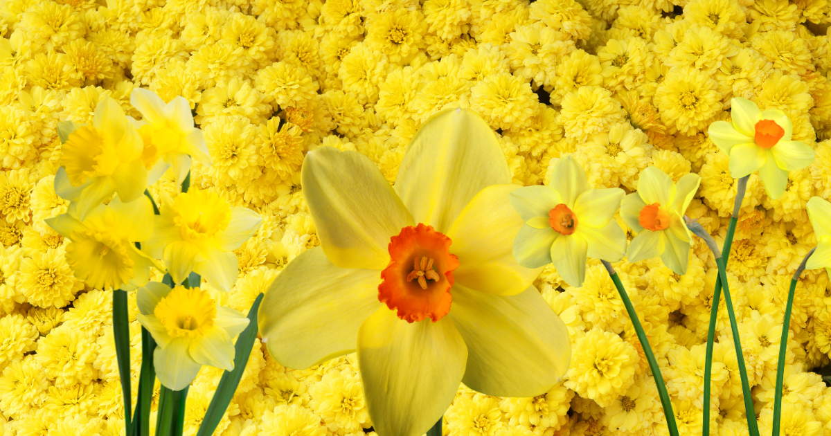 ¿Qué flores debes regalar?