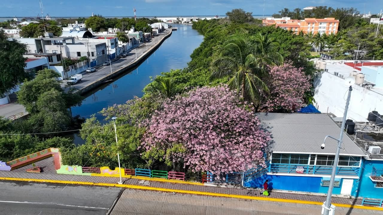 Este árbol pierde sus hojas antes de llenarse de flores.