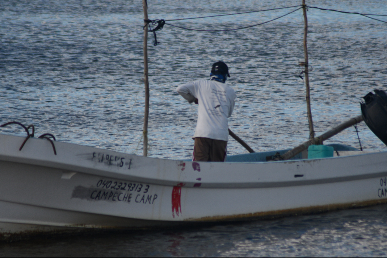 También identifican cadmio y microplásticos en especies marinas.