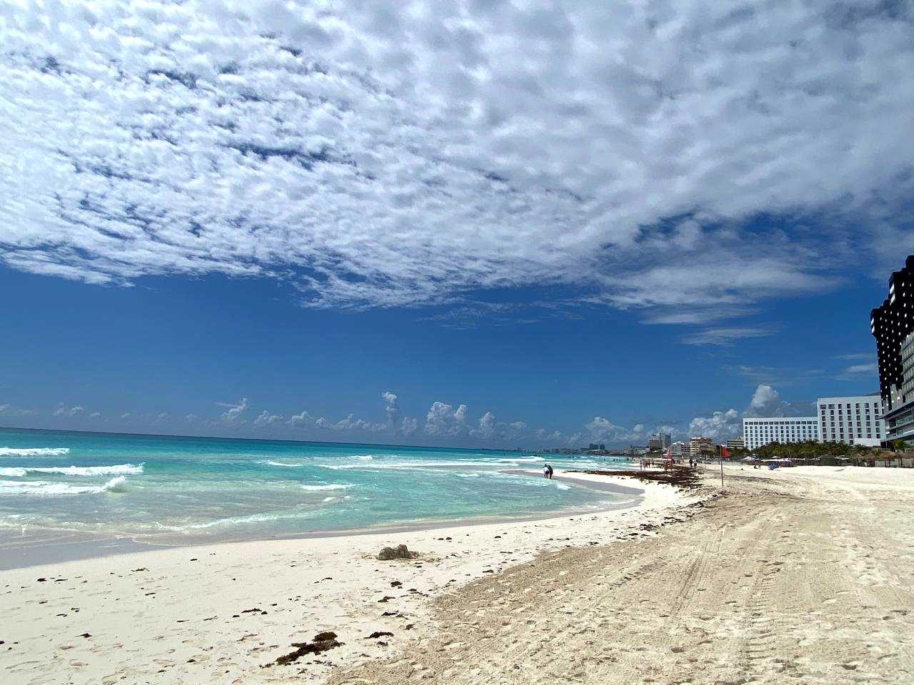 Investigadores aseguraron que la llegada de la planta este año se anticipó casi 21 días