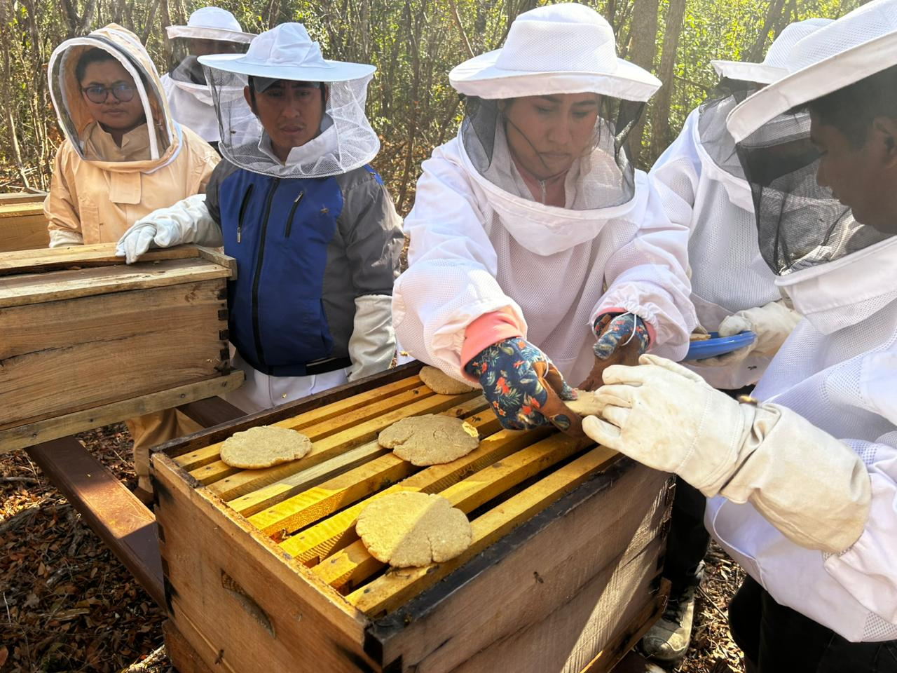 Alimentan a las abejas con insumos naturales para fortalecerlas.