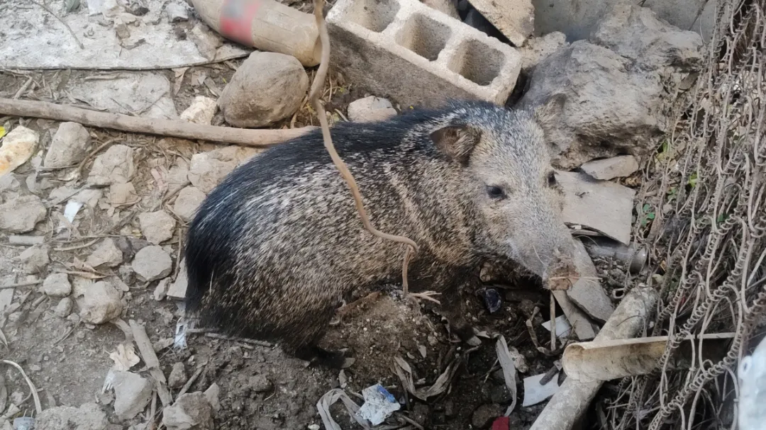 Aseguran 103 animales por tráfico ilegal en Mérida y municipios de Yucatán