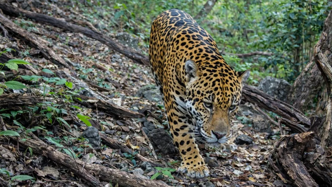 Captan jaguar por primera vez en la Reserva de la Biosfera Sierra Gorda de Guanajuato