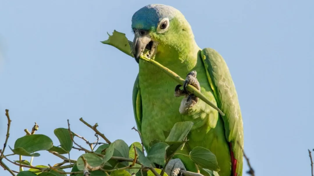 Reaparece en Mérida el loro corona azul, el loro más grande de México