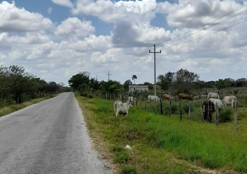 Reses invaden la cinta asfáltica y aumentan riesgo de accidentes.