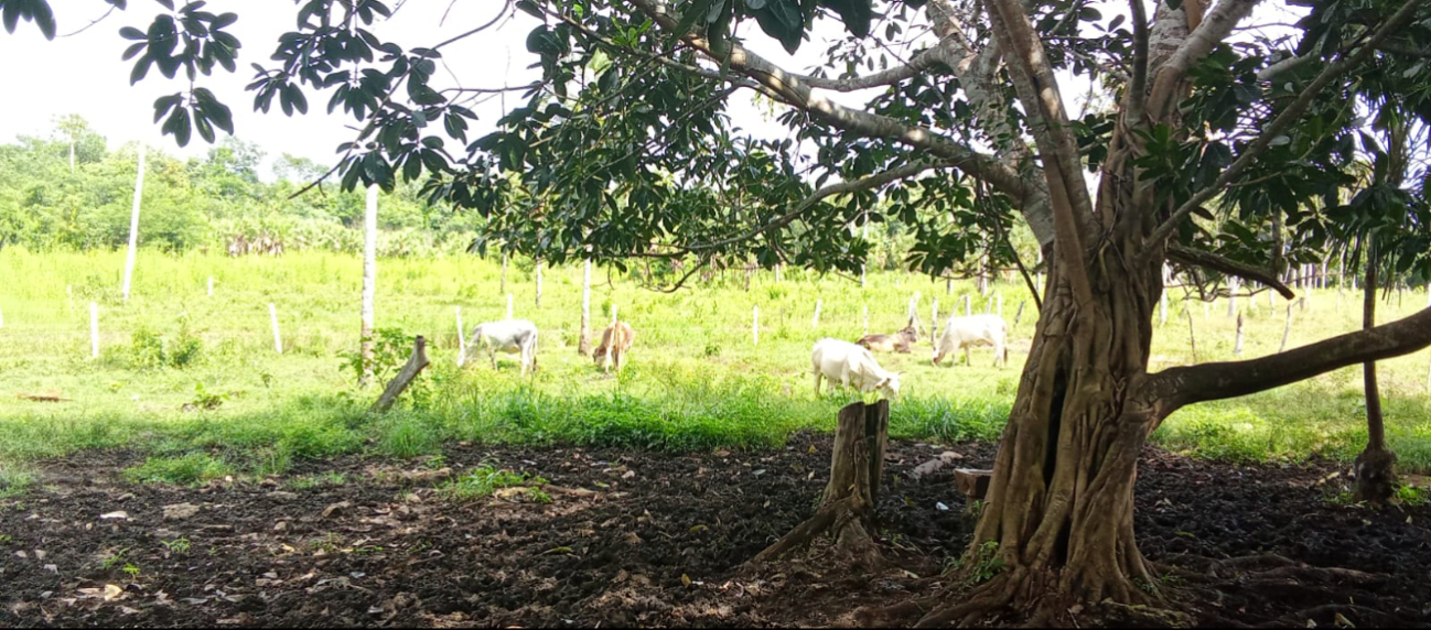 El mayor rezago se ubica en la infraestructura de riego. Solo una minoría dispone de sistemas tecnificados