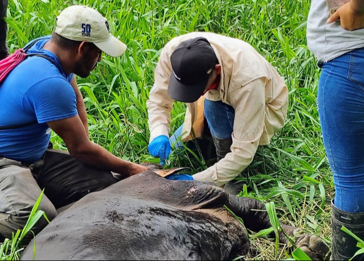 Senasica confirma expansión de miasis en humanos y animales