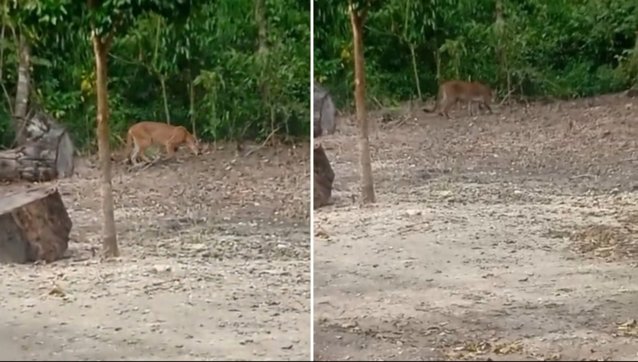 Guardaparques captan en video a un puma en la Reserva de la Biosfera Balam Kú.
