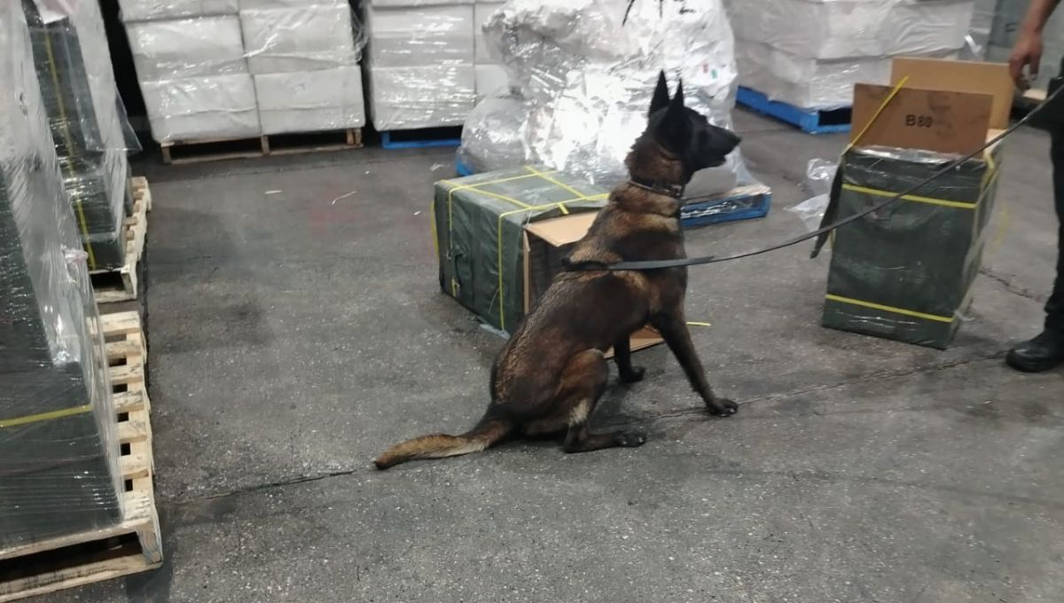 La presunta mercancía asegurada representa un valor estimado de mil 100 millones de pesos