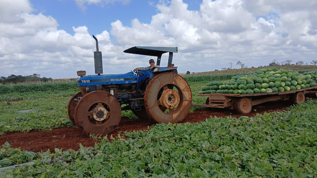 Tras semanas críticas, sube el precio de la sandía en campos menonitas