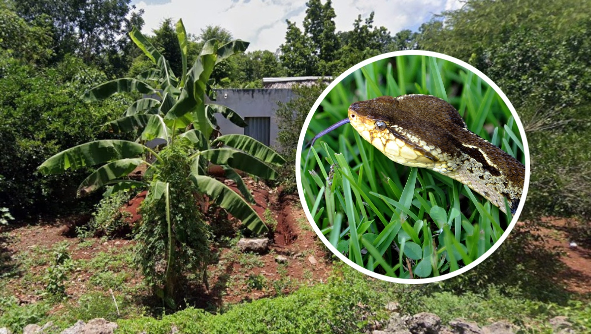 Serpiente muerde a un menor en el baño de su casa en Chacsinkín