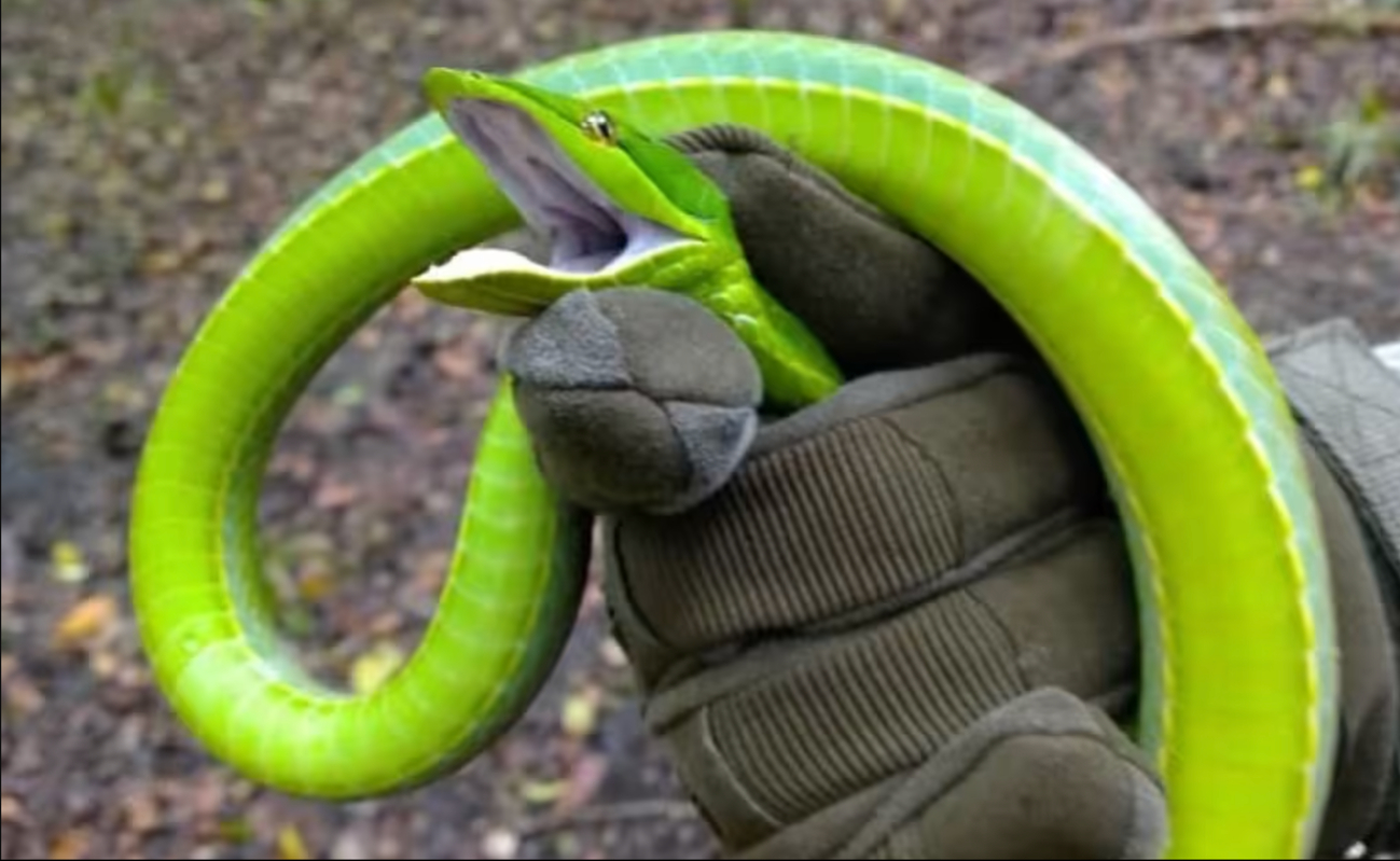 Campeche es el hábitat de una gran variedad de serpientes en México; te decimos cuáles son las más letales.