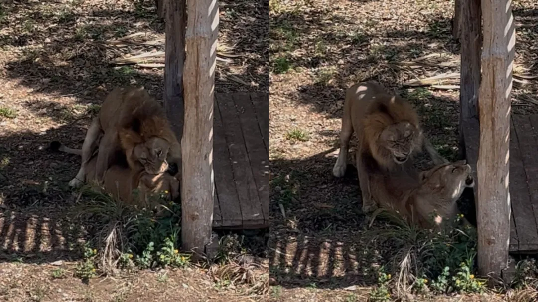 Leones son captados durante su apareamiento en el Zoológico Animaya