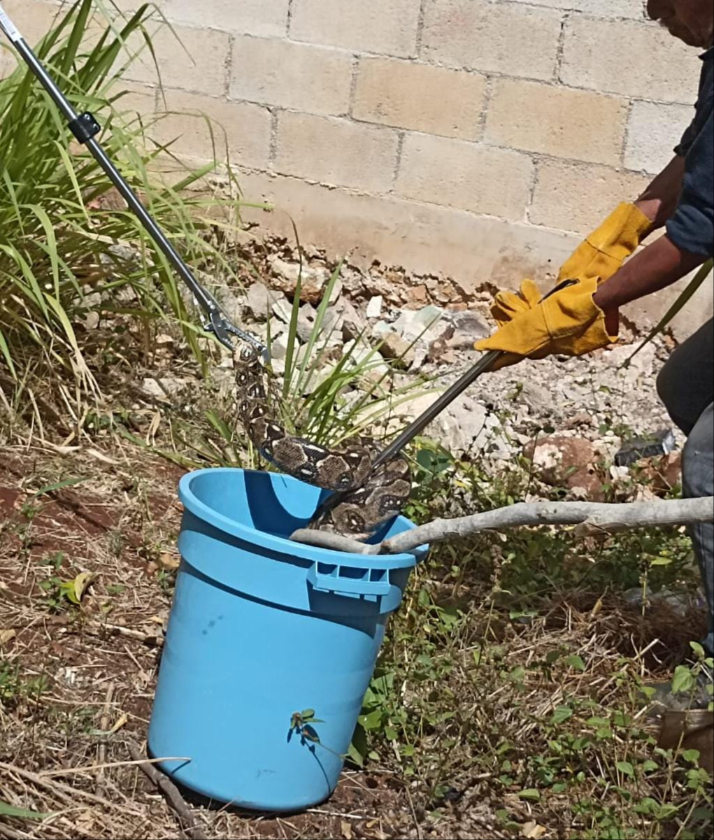 Fue liberada posteriormente en el monte.