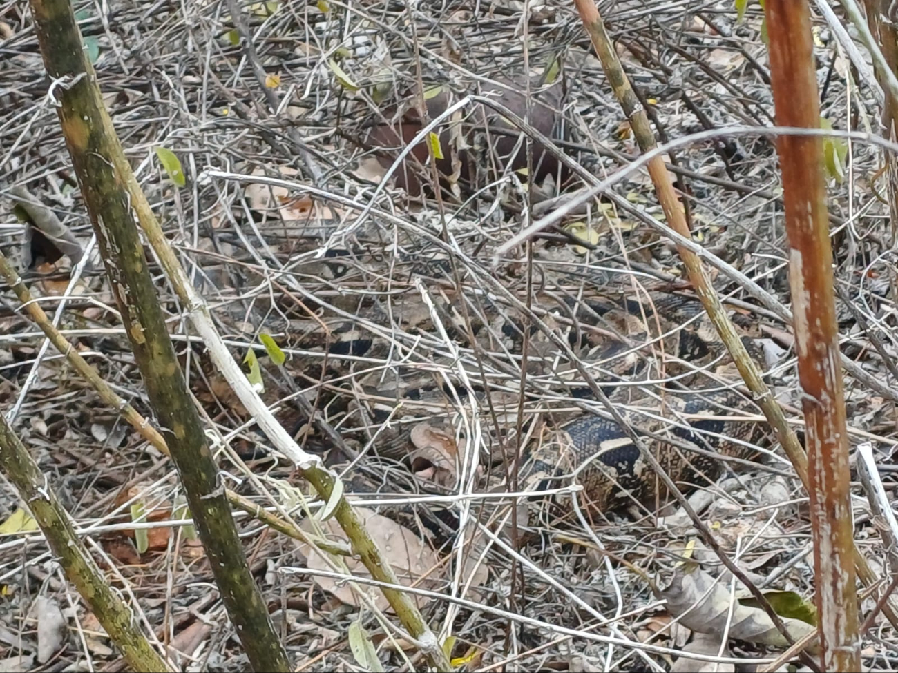 La serpiente fue hallada en el patio de una vivienda del barrio La Concepción.