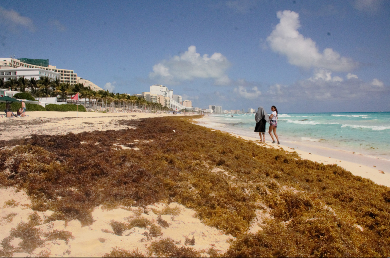 El golfo de México presenta concentraciones reducidas, mientras que en el Caribe oriental los niveles se mantienen estables
