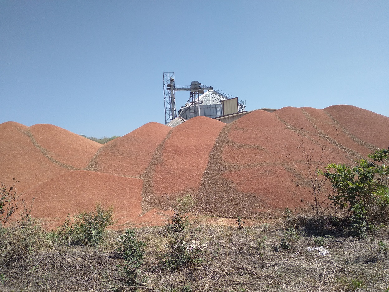 De 4,800 a 3,200 pesos: desplome del precio del sorgo preocupa al campo campechano