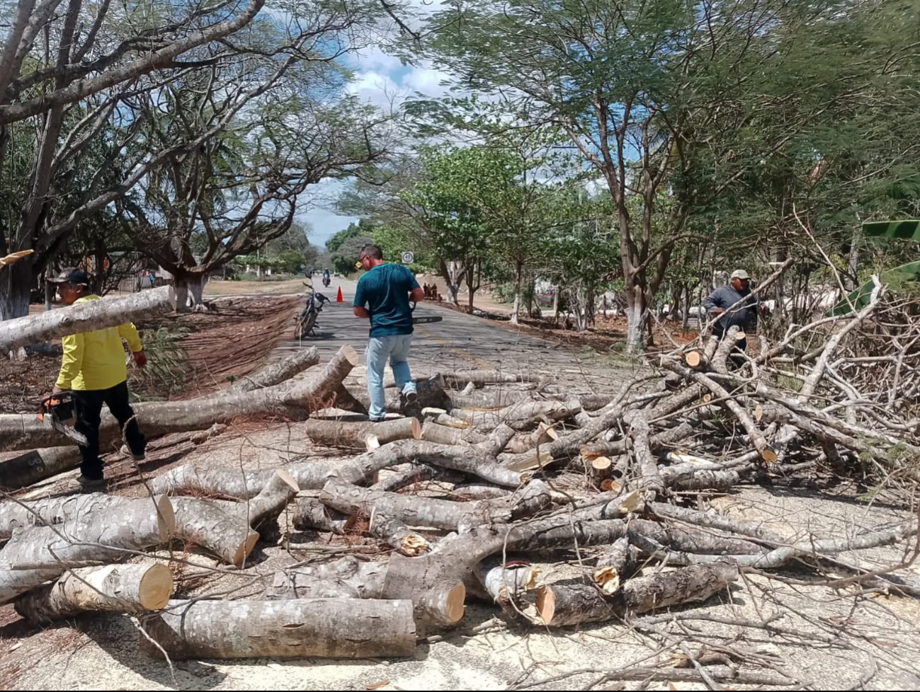 Brigadistas de Protección Civil cortaron el árbol con motosierras.